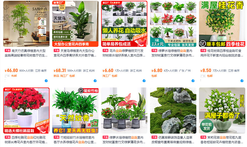 線上平臺(tái)買的盆栽看著還是不錯(cuò)的.jpg