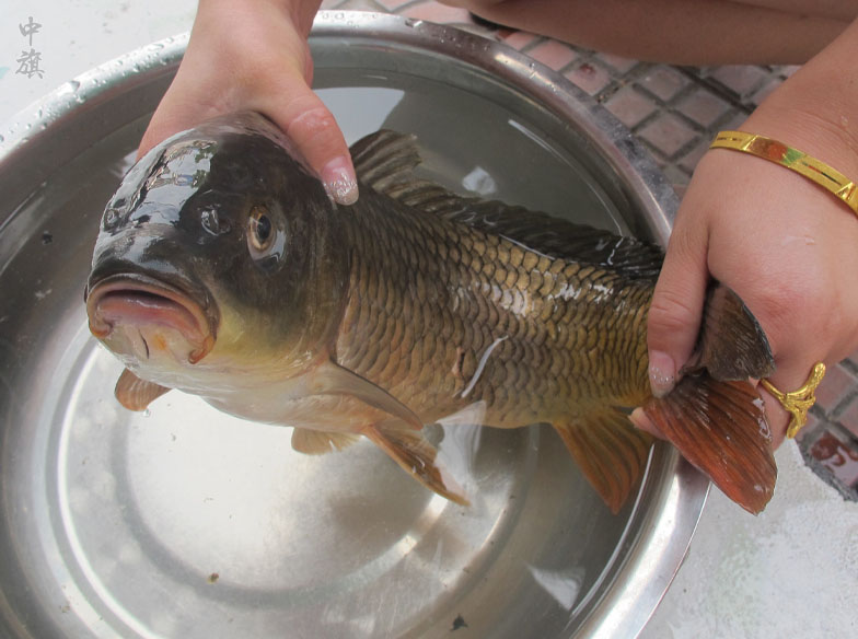 這種魚吃起來口感特別的好.jpg